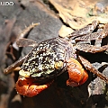 Parasesarma brevicristatum in Rhizophora forest